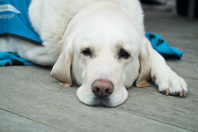 Relaxed dog after gentle dog grooming at a pastel pet spa