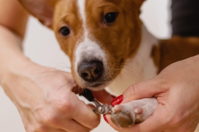 Lead groomer specializing in calm dog grooming