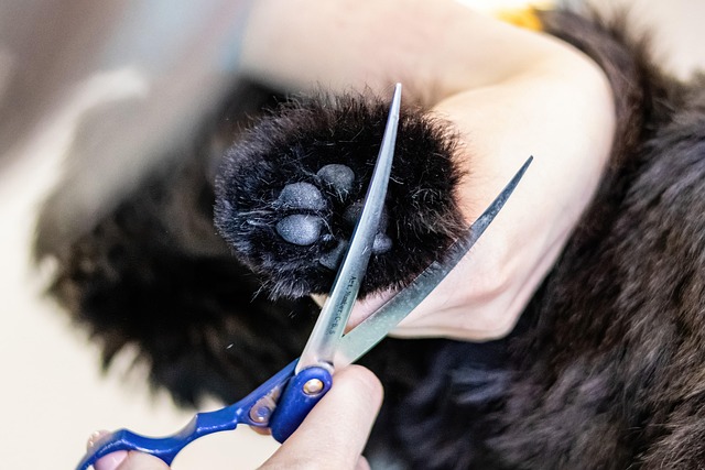 Lightbox gallery image of nail trimming and paw tidy result