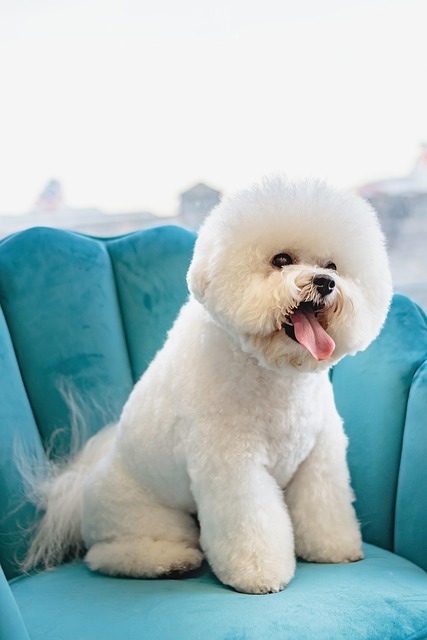 Dog being comforted before a gentle pet grooming session