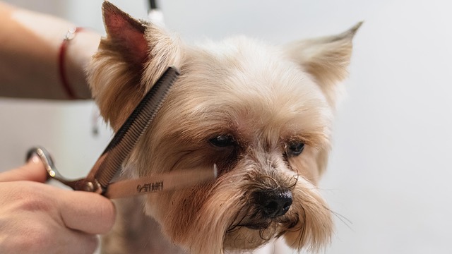 Before and after case study for manageable dog grooming trim