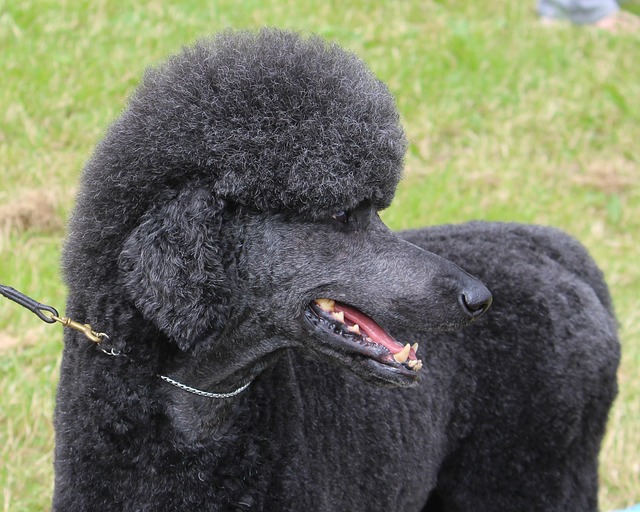 Freshly groomed dog with neat coat and trimmed nails