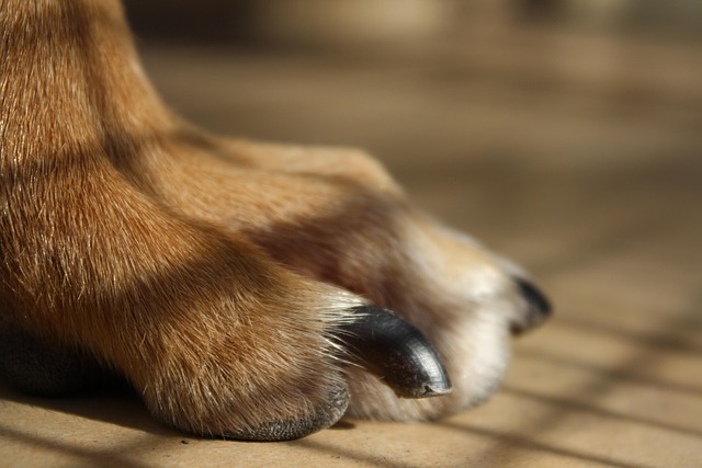 Comfortable dog paws after nail trimming and paw tidy service